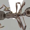 Imagem de Myrmica pachei Forel 1906