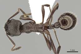 Image of Myrmica pachei Forel 1906