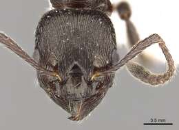 Image of Myrmica pachei Forel 1906