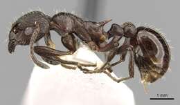 Image of Myrmica pachei Forel 1906