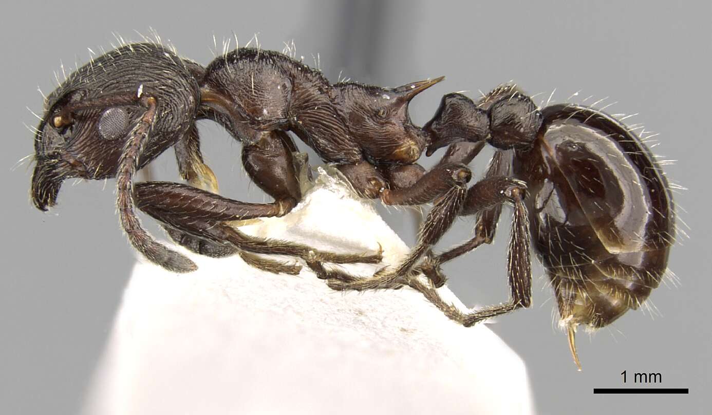 Image of Myrmica pachei Forel 1906