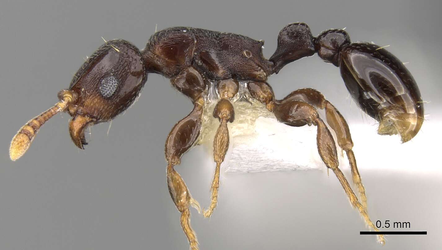 Image of Tetramorium uelense