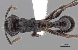 Image of Tetramorium electrum Bolton 1979