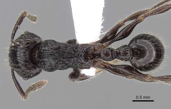 Image of Tetramorium electrum Bolton 1979