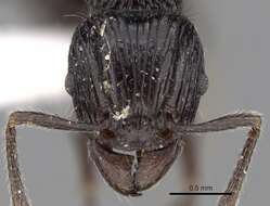 Image of Tetramorium electrum Bolton 1979