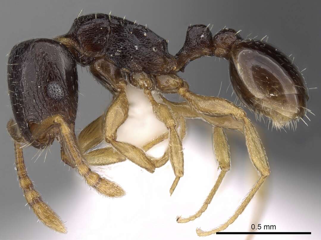 Image of Tetramorium nigrum Forel 1907