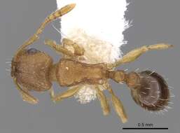 Image of Ant