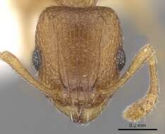 Image of Ant