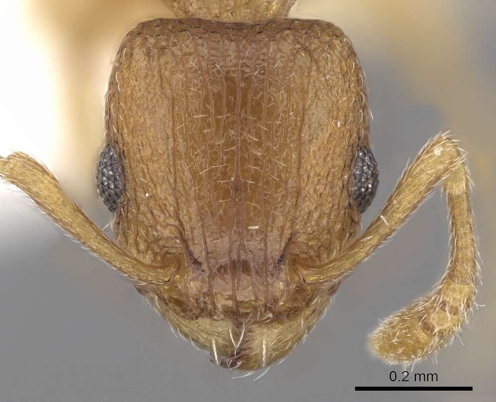 Image of Ant