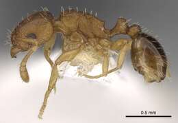 Image of Ant