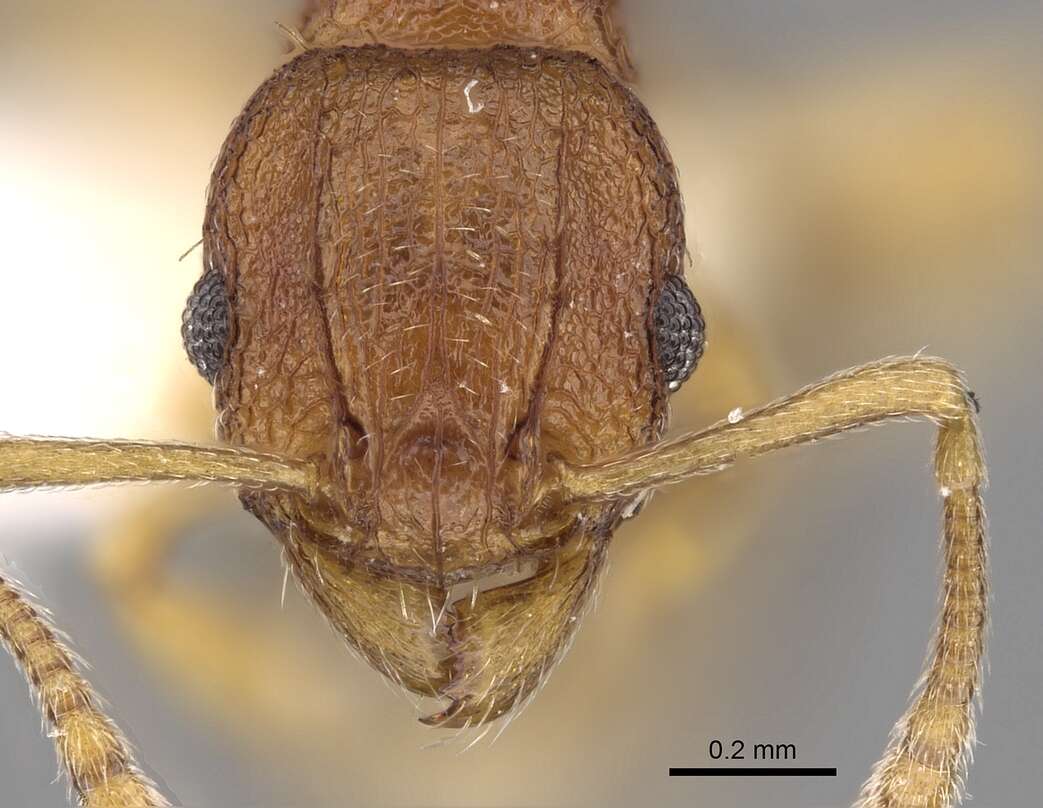 Image of Tetramorium intextum Santschi 1914