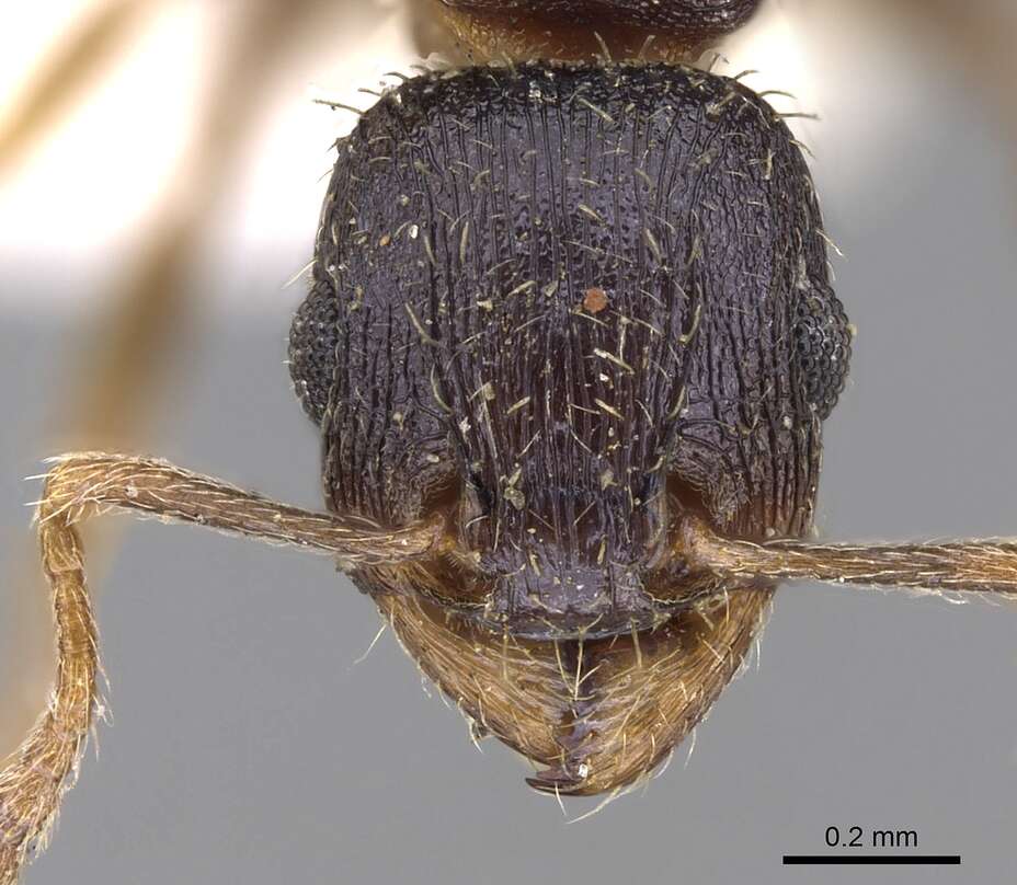 Image of Tetramorium bevisi Arnold 1958