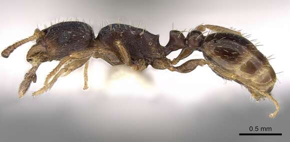 Image of Tetramorium bevisi Arnold 1958