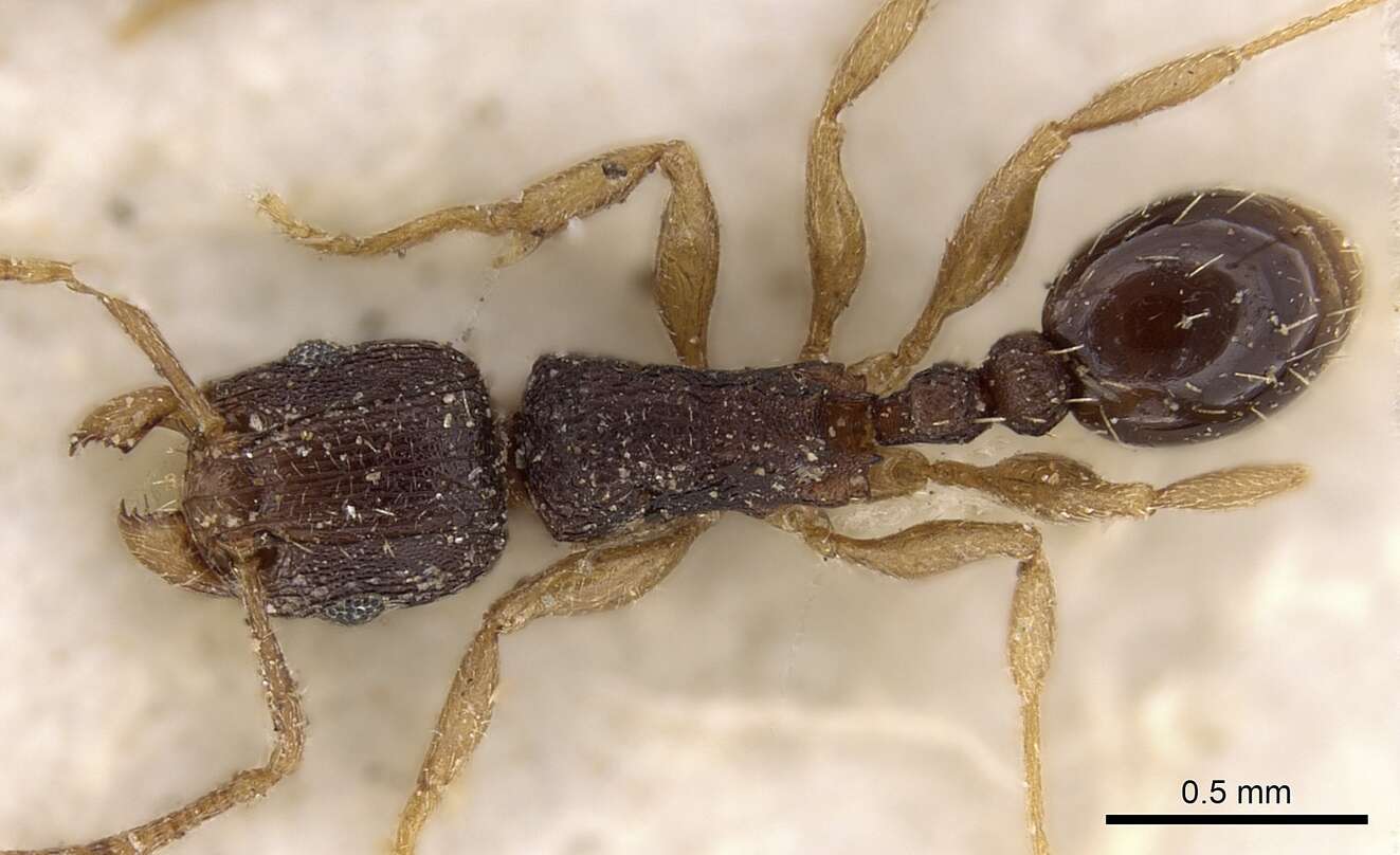 Image of Tetramorium zambezium Santschi 1939