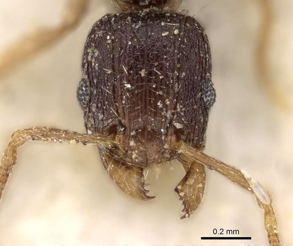 Image of Tetramorium zambezium Santschi 1939