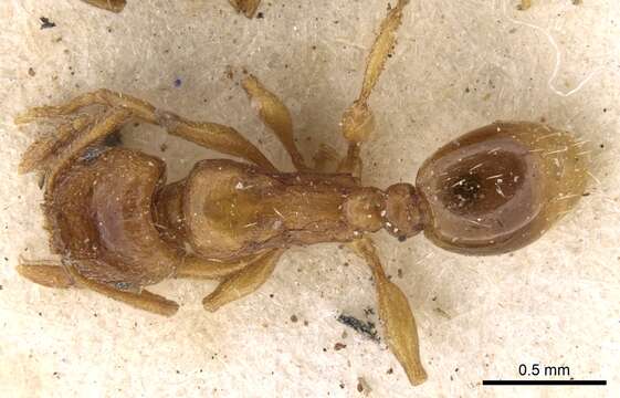 Image of Tetramorium poweri Forel 1914