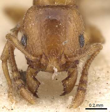 Image of Tetramorium poweri Forel 1914