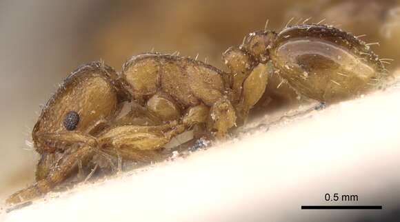 Image of Tetramorium poweri Forel 1914