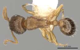 Image of Tetramorium mossamedense Forel 1901