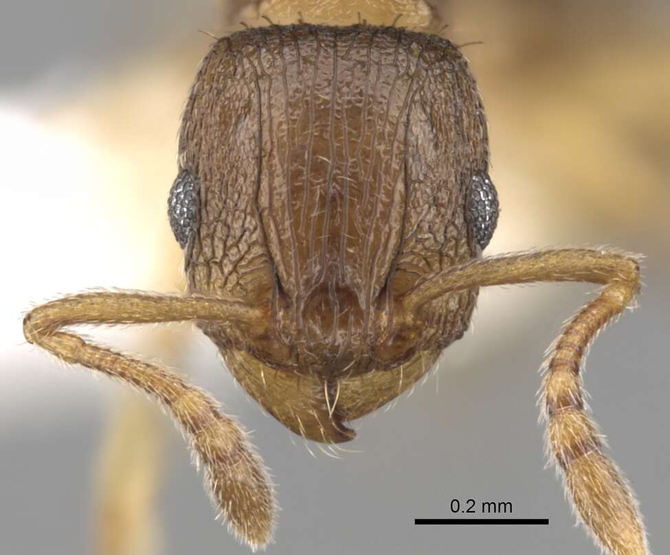 Image of Tetramorium mossamedense Forel 1901