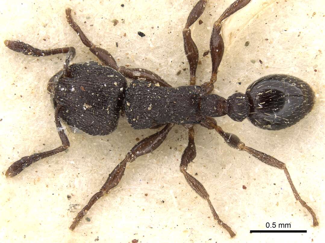 Image of Tetramorium oculatum Forel 1913