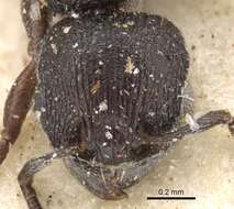 Image of Tetramorium oculatum Forel 1913