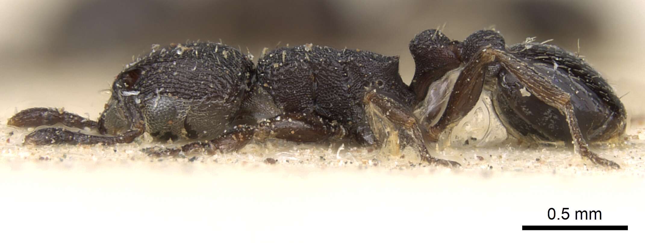 Image of Tetramorium oculatum Forel 1913