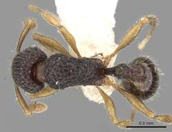 Image of Tetramorium vandalum Bolton 1977