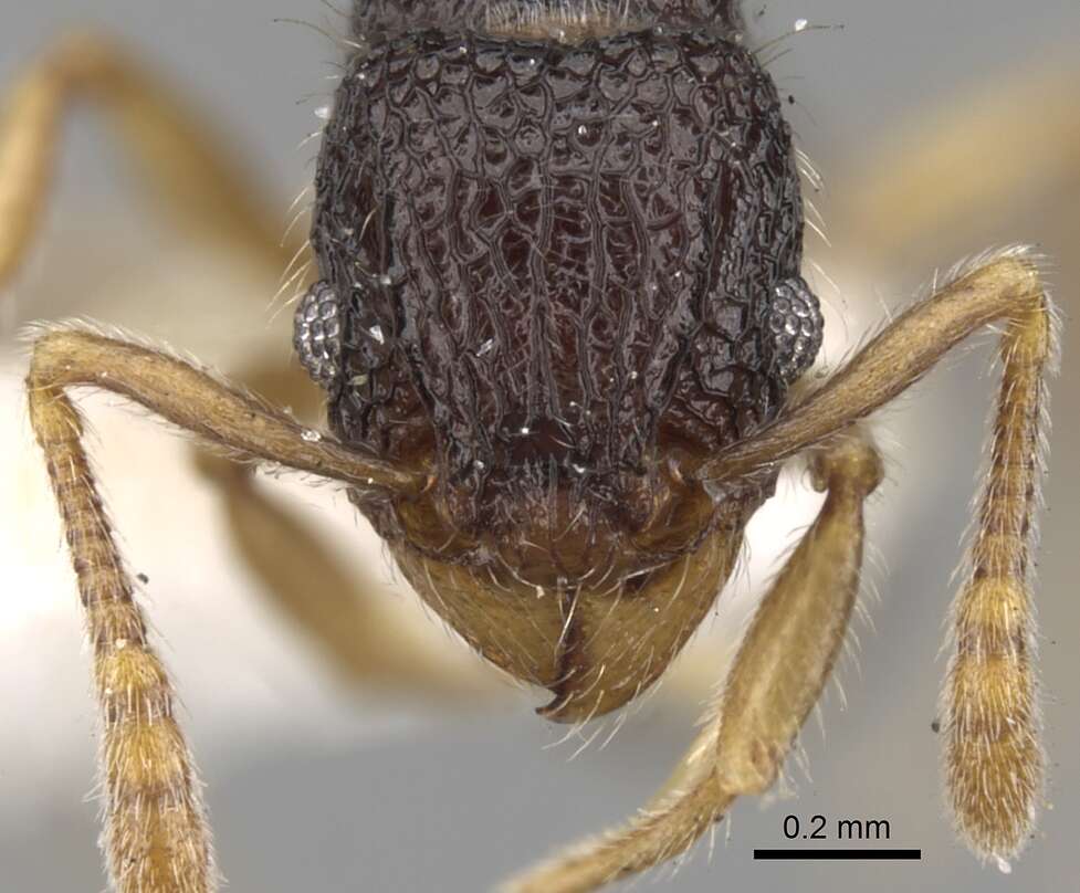 Image of Tetramorium vandalum Bolton 1977