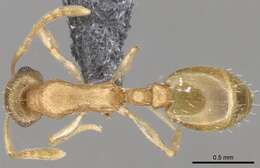 Image de <i>Temnothorax mpala</i>