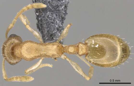 Image of <i>Temnothorax mpala</i>