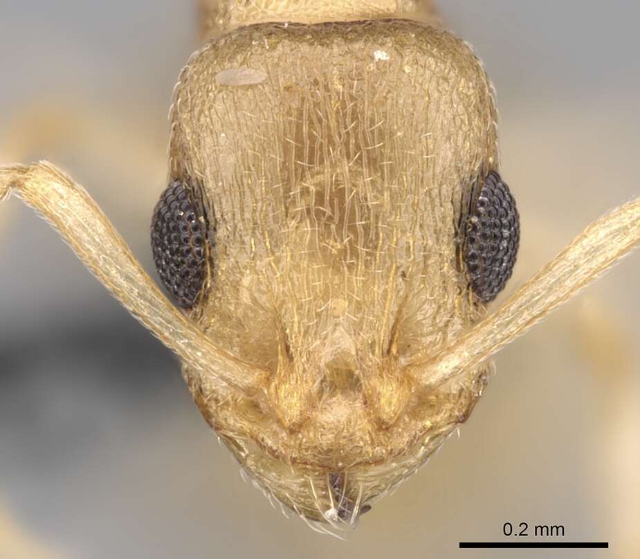 Image de <i>Temnothorax mpala</i>