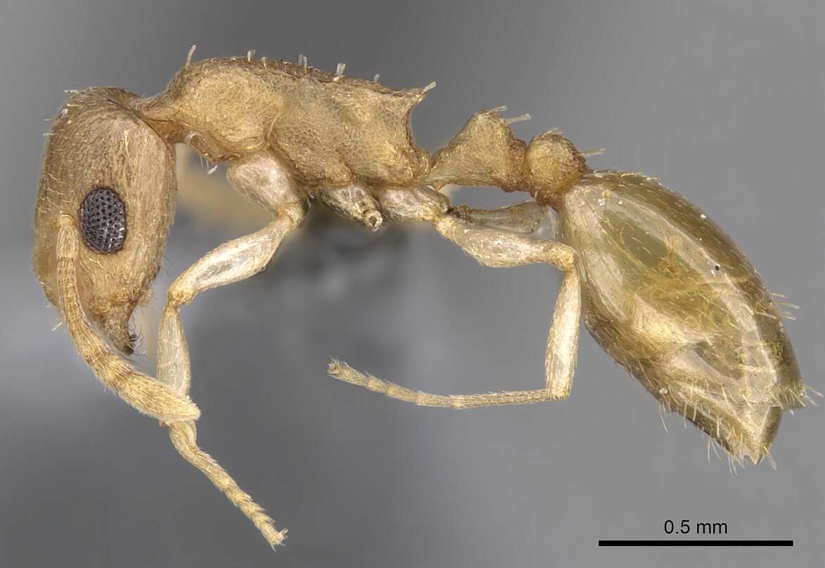 Image de <i>Temnothorax mpala</i>