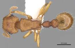 Image of Tetramorium striolatum Viehmeyer 1914