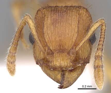 Image of Tetramorium striolatum Viehmeyer 1914