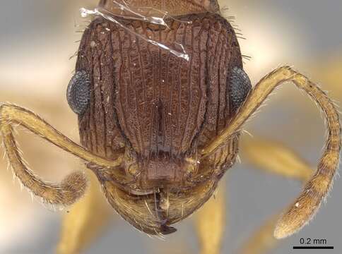 Image of Tetramorium viehmeyeri Forel 1907