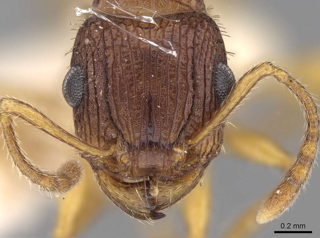 Image of Tetramorium viehmeyeri Forel 1907