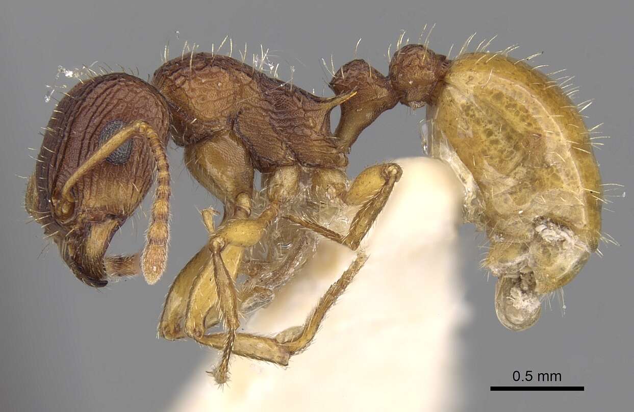 Image of Tetramorium viehmeyeri Forel 1907