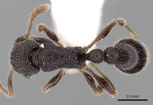 Image of Tetramorium brevidentatum (Kutter 1932)