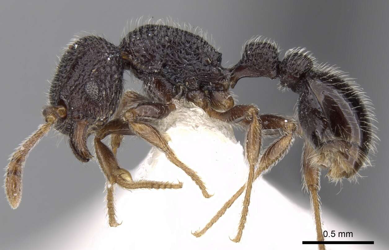 Image of Tetramorium brevidentatum (Kutter 1932)