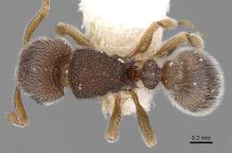 Image of Tetramorium walshi (Forel 1890)