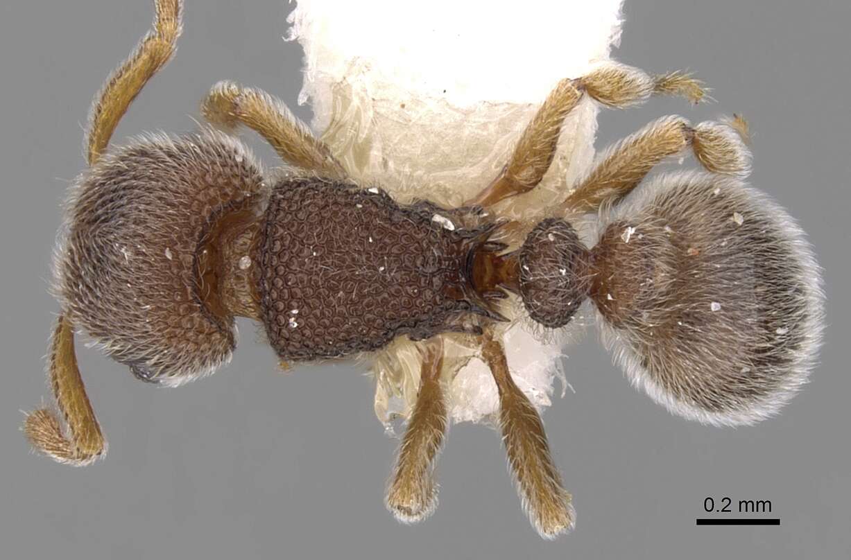 Image of Tetramorium walshi (Forel 1890)