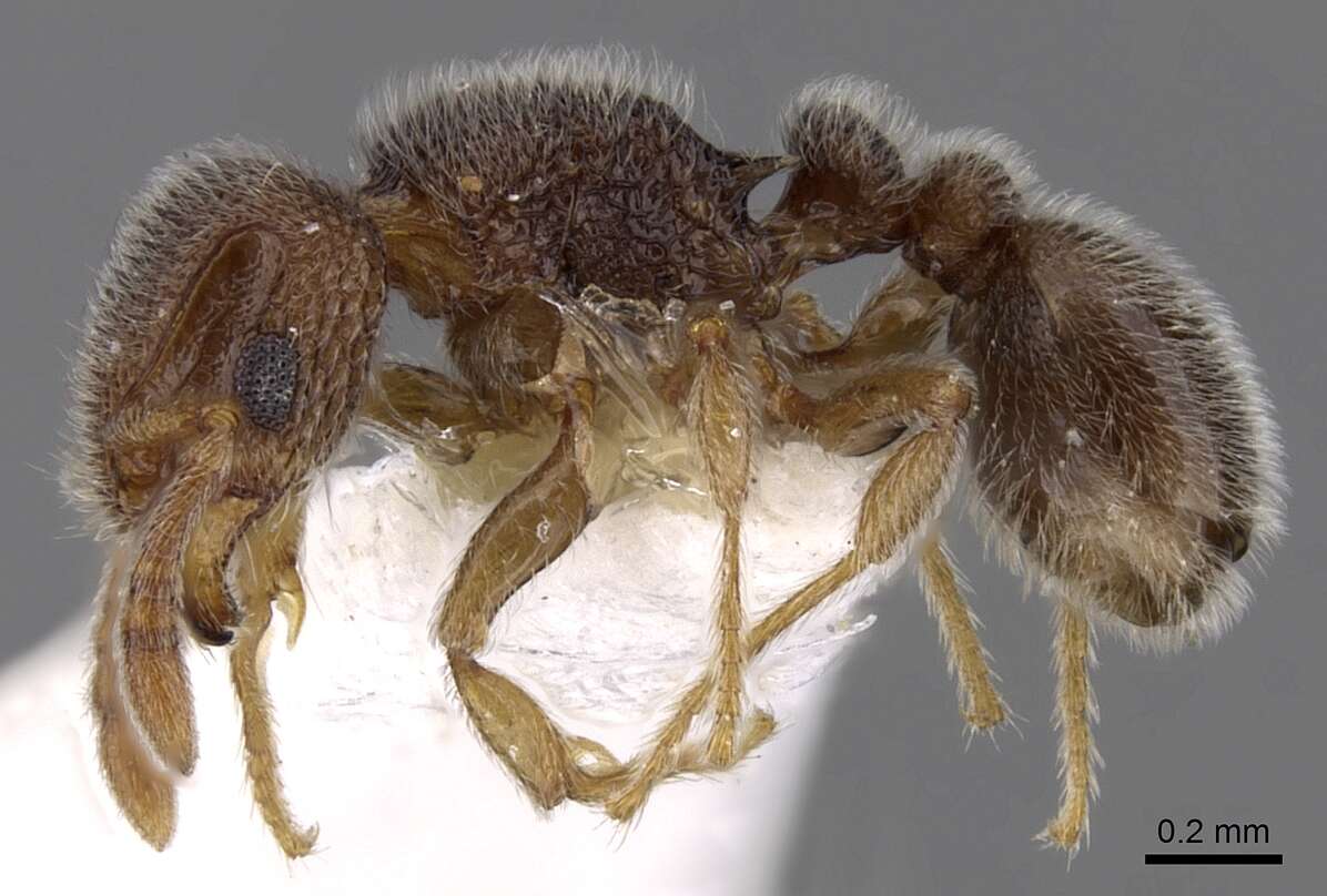 Image of Tetramorium walshi (Forel 1890)