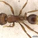 صورة Tetramorium yerburyi Forel 1902