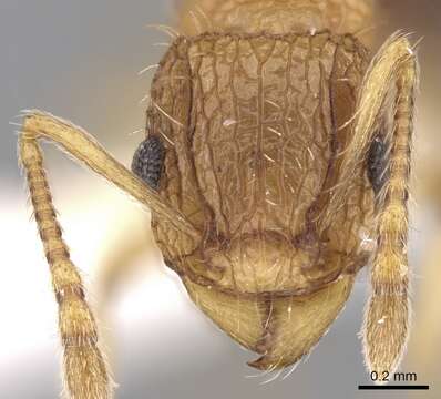 Image of Tetramorium belgaense Forel 1902