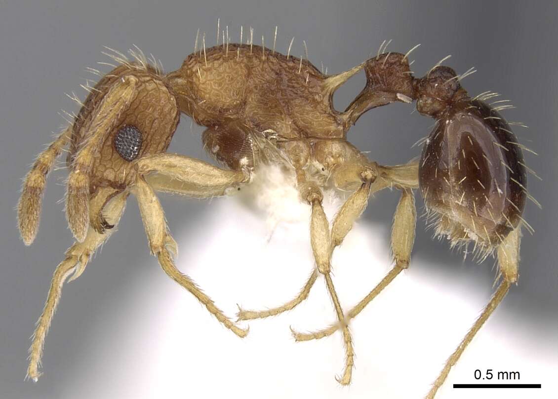 Image of Tetramorium belgaense Forel 1902