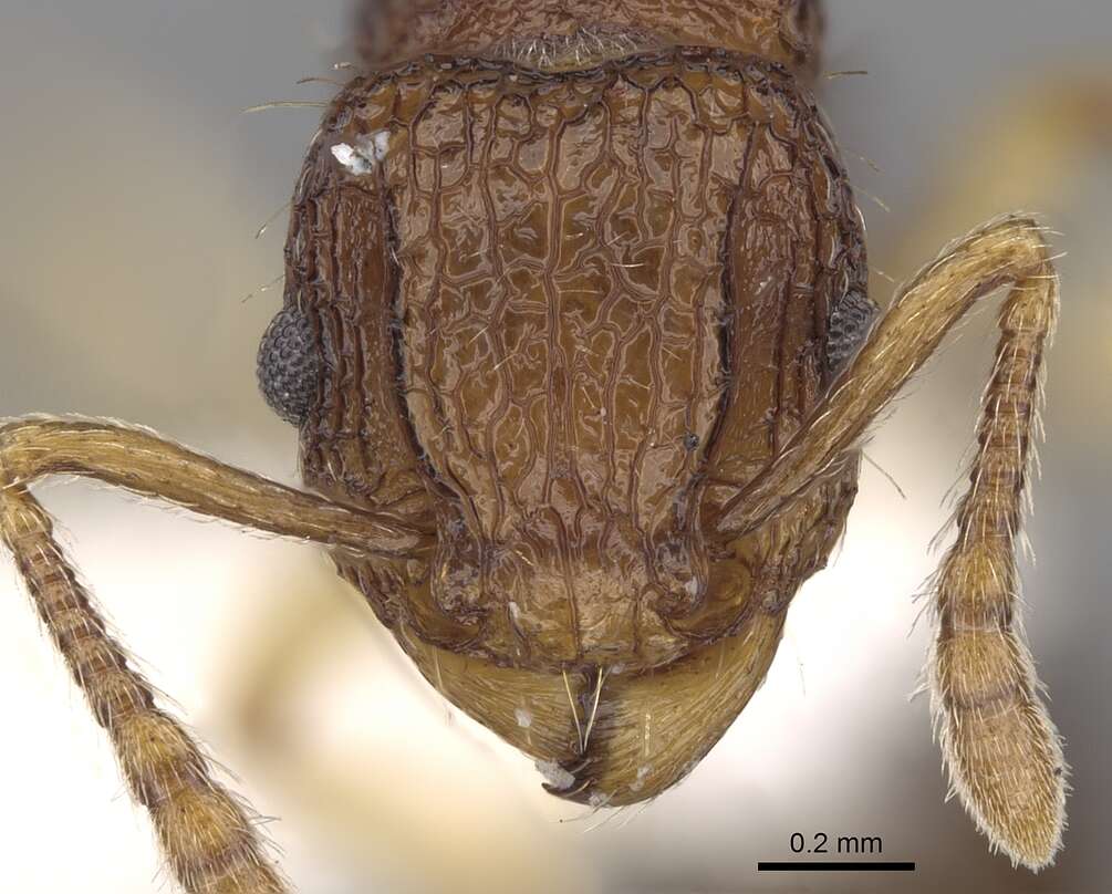 Image of Tetramorium flavipes Emery 1893