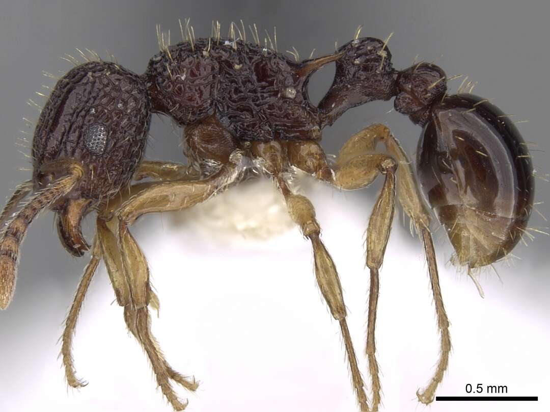 Image of Tetramorium eleates Forel 1913