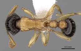 صورة Tetramorium bicolor Viehmeyer 1914