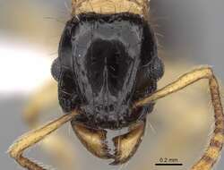 صورة Tetramorium bicolor Viehmeyer 1914